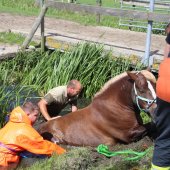 Paard te water Kooltuinweg Valkenburg