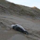 Grijze zeehondenpup Wassenaar