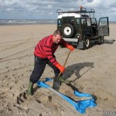 Dode bruinvis Noordwijk