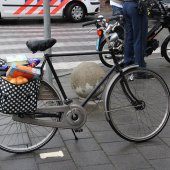 Ongeval Zilverschoon Katwijk