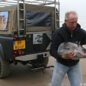 Levende bruinvis gevonden Katwijk