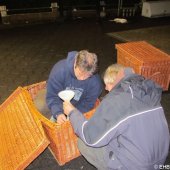 1e zeehond van het jaar gevonden Scheveningen