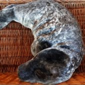 Jonge grijze zeehond Bloemendaal