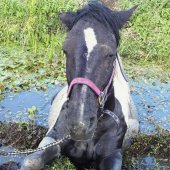 Dier te water N206 - Kooltuinweg Katwijk