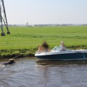 Koe te water Leidsevaart N444 Sassenheim