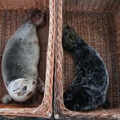 Jonge grijze zeehond Zandvoort