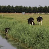 Koe te water Kanaalpad NW Rijnsburg