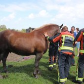 Paard te water Kooltuinweg Valkenburg