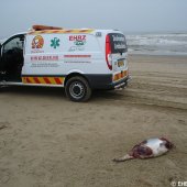 Dode bruinvis Scheveningen