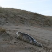 Grijze zeehondenpup Wassenaar