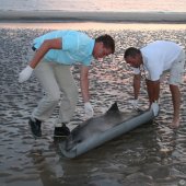 Dode bruinvis Noordwijk