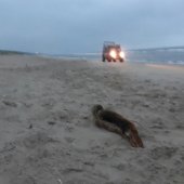 Jonge gewone zeehond Noordwijk.