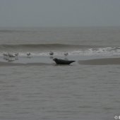 Zeehond aan gespoeld vervolg Pieterburen