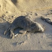 Jonge grijze zeehond Noordwijk