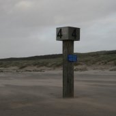 Dode bruinvis IJmuiden