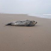 Zeehond op het strand tussen Katwijk en Wassenaar