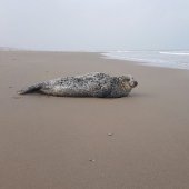 Zeehond op het strand tussen Katwijk en Wassenaar