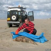 Dode bruinvis Noordwijk