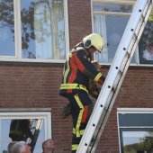 Kat in boom Duinzicht Noordwijk