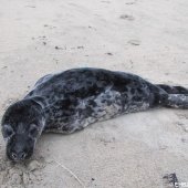 Jonge grijze zeehond Zandvoort