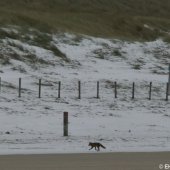 EHBZ spot vos op het strand Noordwijk