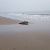 Zeehond op het strand tussen Katwijk en Wassenaar