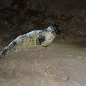 Jonge grijze zeehond Wassenaar