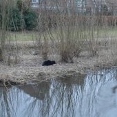 Dier in nood Dauwbraam Katwijk