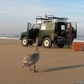 Gezonde zwaan strand Noordwijk