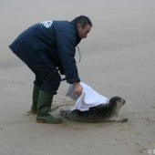 Zeehond aan gespoeld vervolg Pieterburen