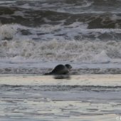 1e zeehond van het jaar gevonden Scheveningen