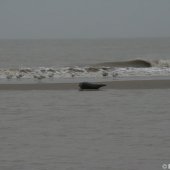 Zeehond aan gespoeld vervolg Pieterburen