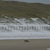 EHBZ spot vos op het strand Noordwijk