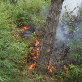 Duinbrand Noordwijk