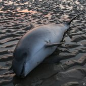 Dode bruinvis Noordwijk