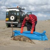 Dode bruinvis Noordwijk