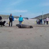 Zeehond Duindamseslag Noordwijk