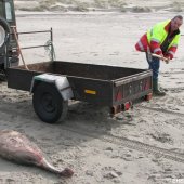 Dode bruinvis Noordwijk