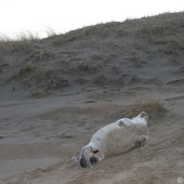 Grijze zeehondenpup Wassenaar