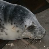 Grijze zeehondenpup Wassenaar