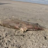 Dode bruinvis Zandvoort