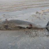 Dode bruinvis Noordwijk