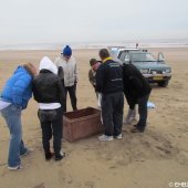 Jonge grijze zeehond Zandvoort