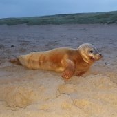 Jonge gewone zeehond Noordwijk.