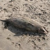 Dode bruinvis Zandvoort