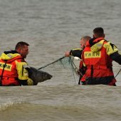 KNRM Katwijk redt zeehond uit visnet Katwijk