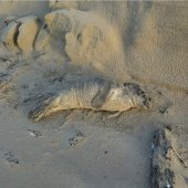 Jonge grijze zeehond Noordwijk