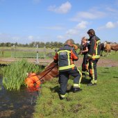 Paard te water Kooltuinweg Valkenburg