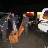 1e zeehond van het jaar gevonden Scheveningen