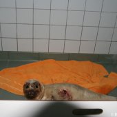 Jonge zeehond op het strand Noordwijk